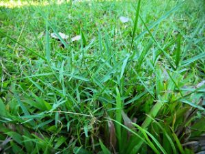 rumput liar untuk pakan kambing 