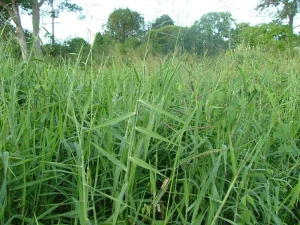 Jarak Tanam Optimal Untuk Rumput Gajah