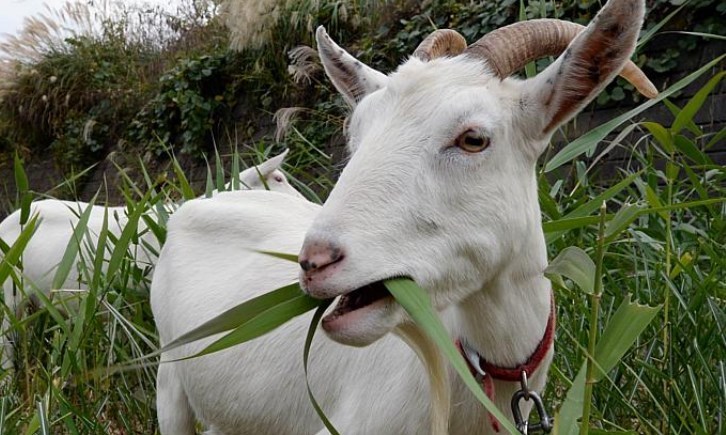 Teknik Fermentasi Pakan Kambing