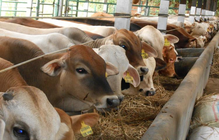 konsentrat sapi potong 