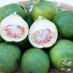 Manfaat Buah Pinang untuk Kesehatan, untuk Tubuh Anda