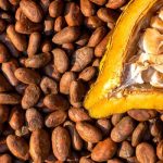 Kunci Awal Cokelat Berkualitas Tinggi Pemasta Biji Kakao Halus