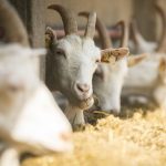 Teknik Fermentasi Pakan Kambing yang Mudah dan Menguntungkan