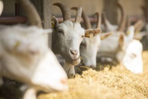 Teknik Fermentasi Pakan Kambing