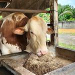 Formula Pakan Konsentrat Sapi Praktis dan Hemat untuk Petani