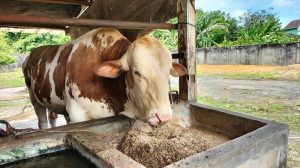 konsentrat sapi potong