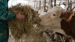 pakan penggemukan sapi cepat