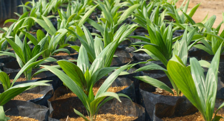 cara memilih bibit sawit unggul