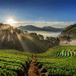 Lahan Kopi di Indonesia dan Potensinya