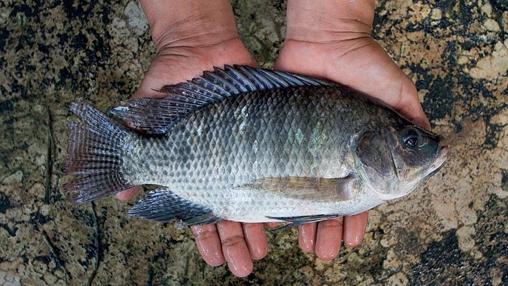 kesalahan manajemen bioflok ikan nila