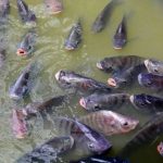 Jadwal Pemberian Pakan Nila Bioflok dalam Budidaya Ikan