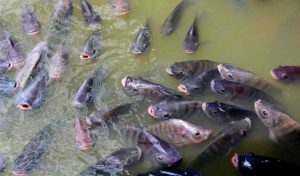 jadwal pemberian pakan nila bioflok