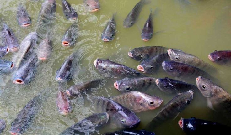 jadwal pemberian pakan nila bioflok