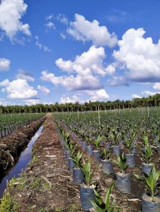 jenis bibit sawit yang populer