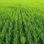 Keunggulan Pengupas Padi Modern dalam Pengolahan Gabah