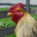 Peran dari Mesin Perontok Bulu Ayam untuk Usaha Pemotongan Modern