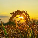 Panduan Teknis Cara Merontokkan Padi Hasil Panen Yang Benar