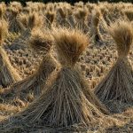 Usaha Kompos dari Jerami Peluang Cuan dari Limbah Sawah