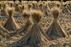 Usaha Kompos dari Jerami