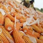 Bisnis Penggilingan Jagung Kering Dari Biji Jadi Cuan