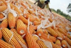 Bisnis Penggilingan Jagung Kering