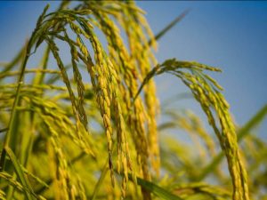 Jasa Giling Padi Keliling