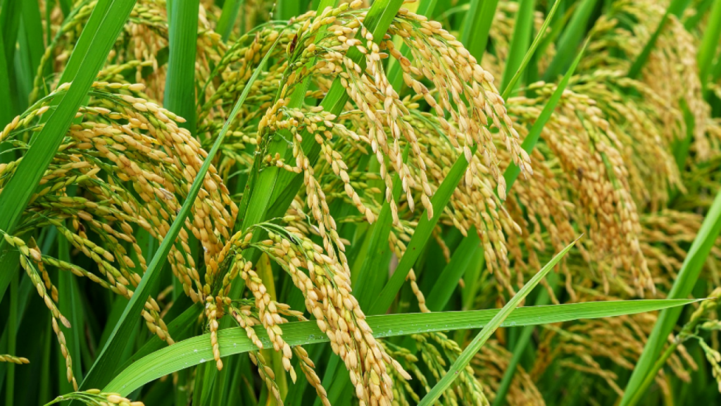 Cara Menggiling Padi Modern