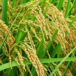 Cara Menggiling Padi Modern dengan Mobil Gilingan Padi