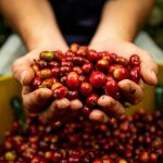 Harga Mesin Pengupas Kopi Basah Terbaru dan Tips Memilih