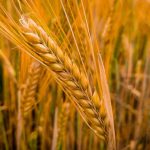 Standar Kualitas Mesin Power Thresher untuk Hasil Panen Lebih Maksimal