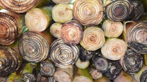 usaha pakan ternak dari batang pisang