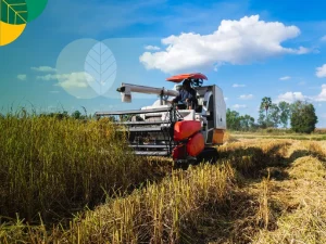 Efisiensi panen dengan combine harvester