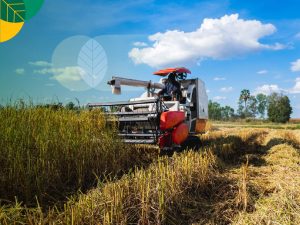 Combine harvester hasil panen bersih