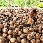 Rekomendasi Ide Usaha Olahan Kelapa yang Sukses Memikat Banyak Konsumen