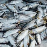 Jangan Asal Budidaya! Ini Cara Meningkatkan Hasil Ternak Ikan Secara Efektif