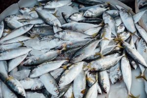 cara meningkatkan hasil ternak ikan