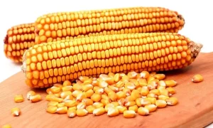 penyebab biji jagung banyak yang pecah saat dipipil