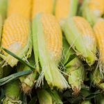 Cara Tingkatkan Efisiensi Panen Jagung Lokal agar Lebih Produktif