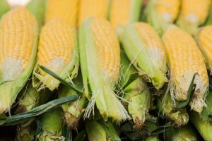 efisiensi panen jagung lokal