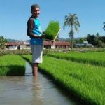 Berapa Lama Benih Padi Disemai untuk Hasil Terbaik