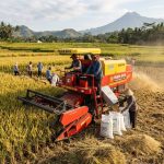 Hasil Perontokan Padi Pakai Mesin