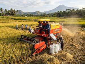 hasil perontokan padi pakai mesin