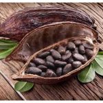 Cara Memisahkan Biji dari Buah Kakao dengan Tepat