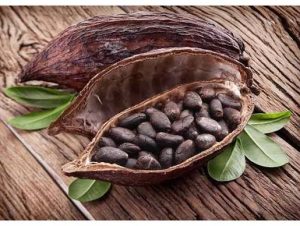 cara memisahkan biji dari buah kakao