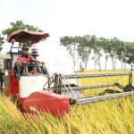 Solusi Teknologi untuk Pekerjaan Pascapanen Padi yang Lebih Praktis