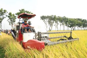 solusi teknologi untuk pekerjaan pascapanen padi