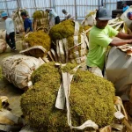 Cara Efektif Mengurangi Waktu Perajangan Daun dan Meningkatkan Hasil Produksi