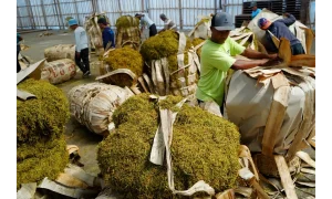 cara mengurangi waktu perajangan daun