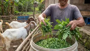 cara menyiapkan pakan hijauan ternak