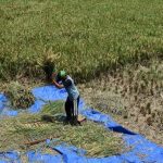 Langkah Praktis Membersihkan Mesin Perontok Padi Setelah Digunakan